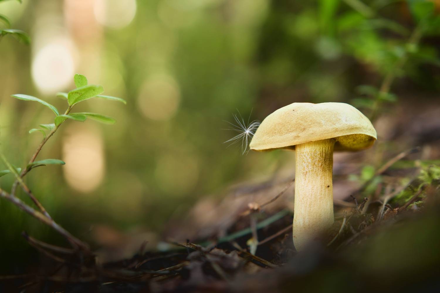 гриб, лес, Валерий Вождаев