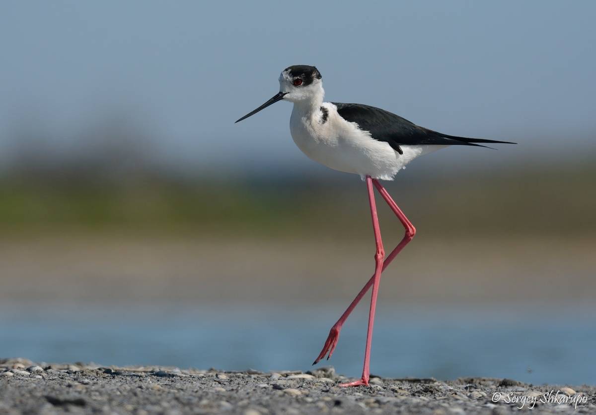 , Сергей Шкарупо