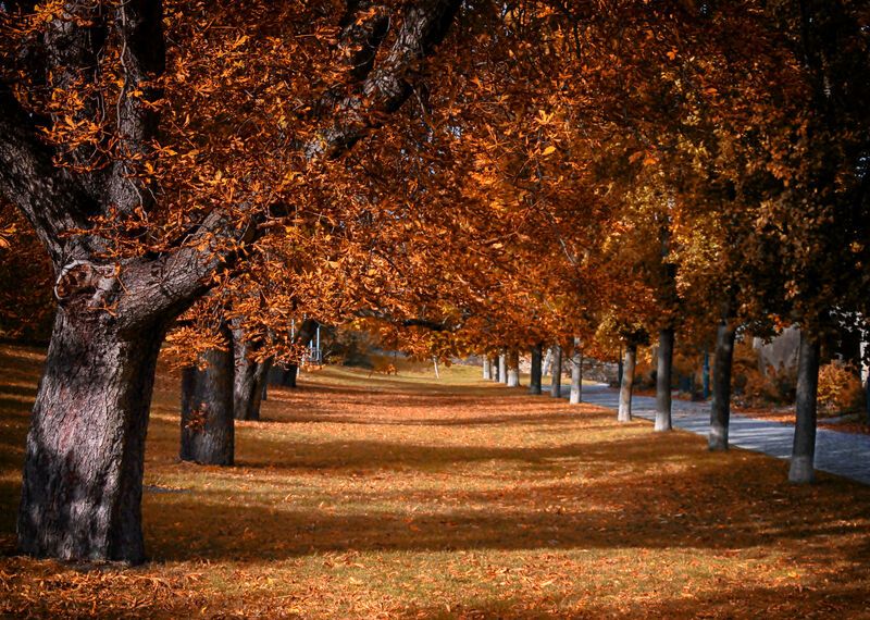 Autumn park фото превью