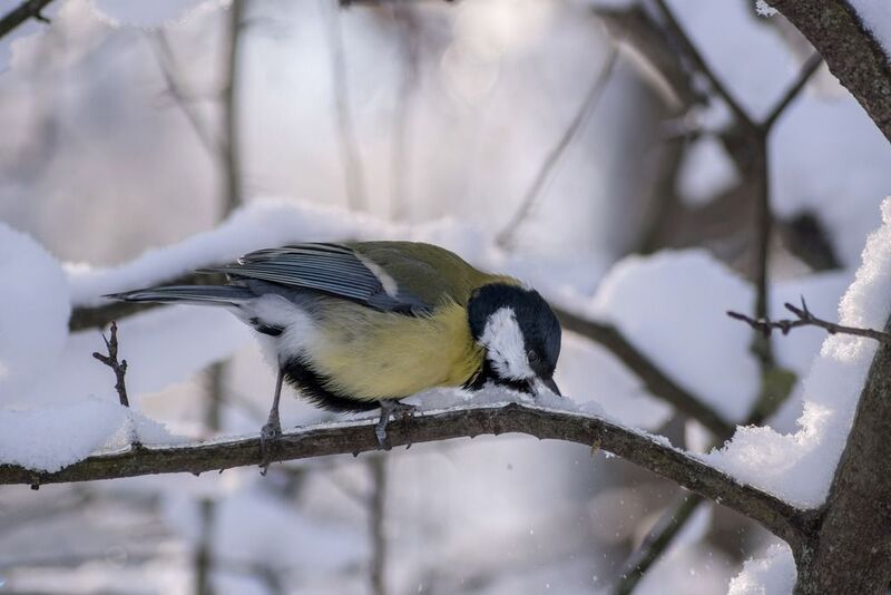 Немножко снега, когда хочется пить. фото превью