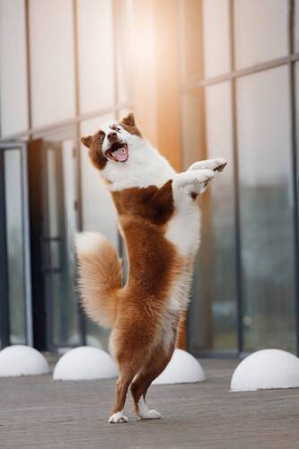 Прекрасные создания собаки