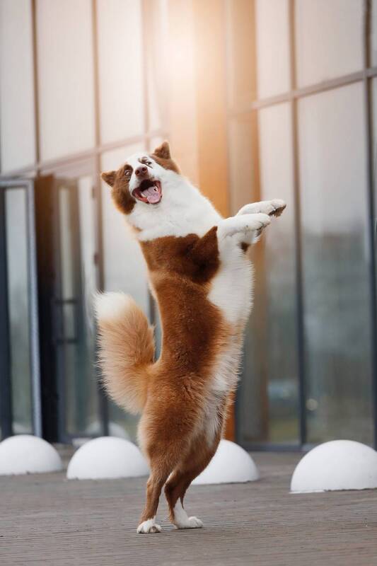 Прекрасные создания собакиphoto preview