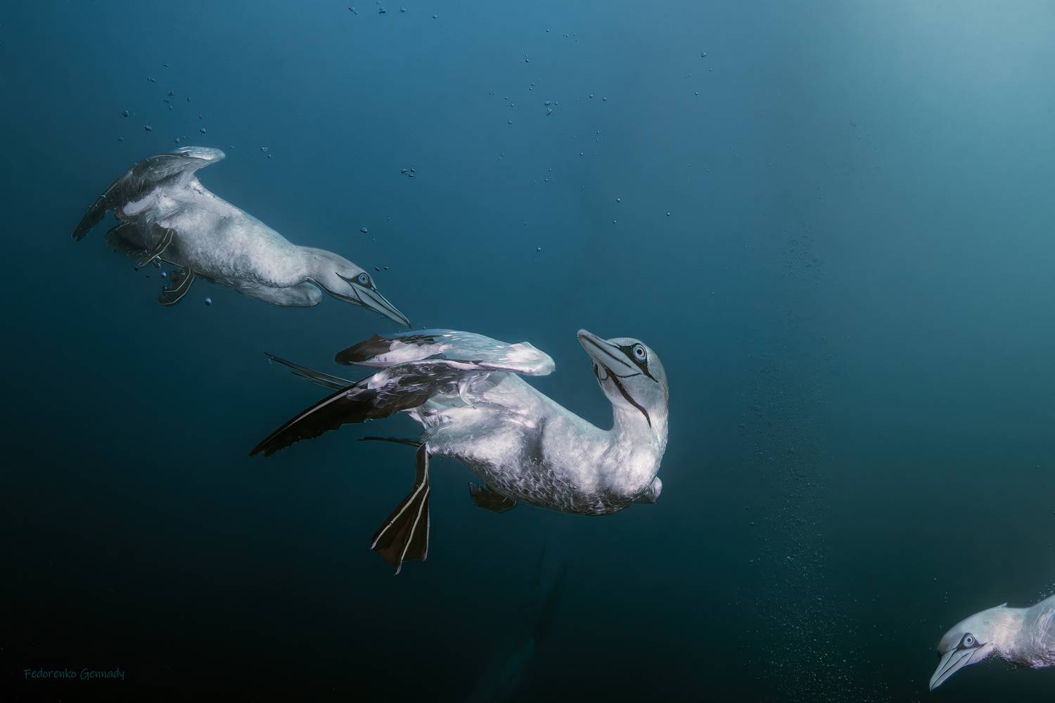 Кто здесь?. Автор: Fedorenko Gennady , Fedorenko Gennady