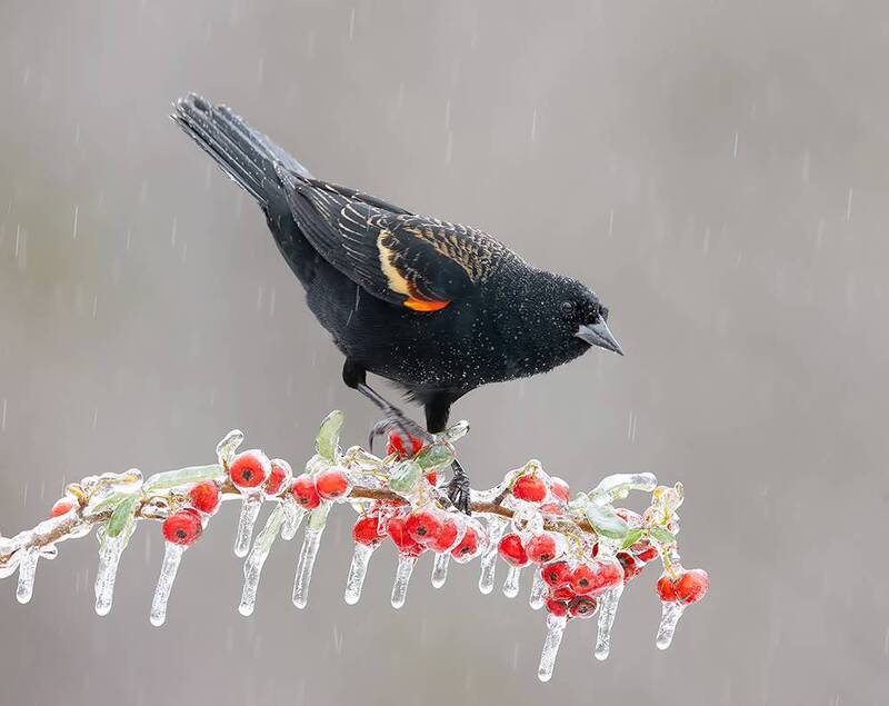 red-winged blackbird, красноплечий трупиал, winter bird, bird, cold, snow,птицы, зима, blackbird,трупиал Red-winged Blackbird-  Красноплечий трупиал фото превью