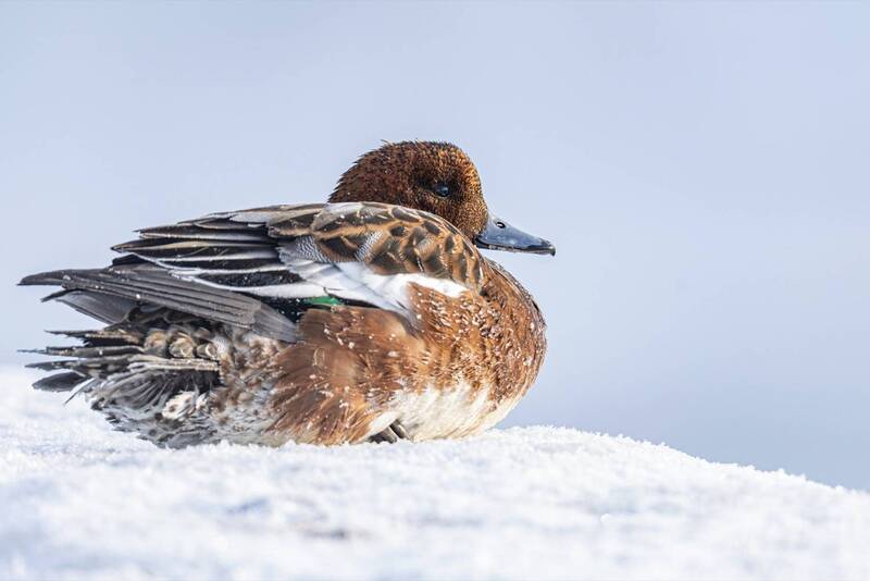 свиязь, утки, птицы Свиязьphoto preview