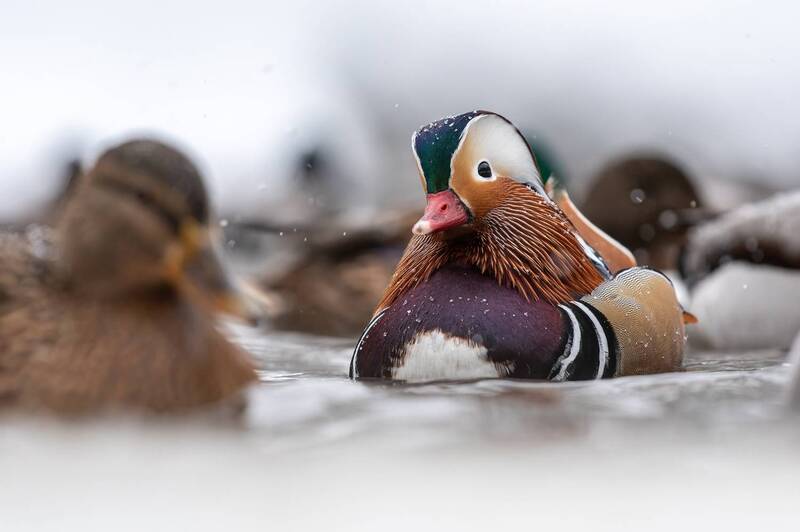 Мандаринка фото превью