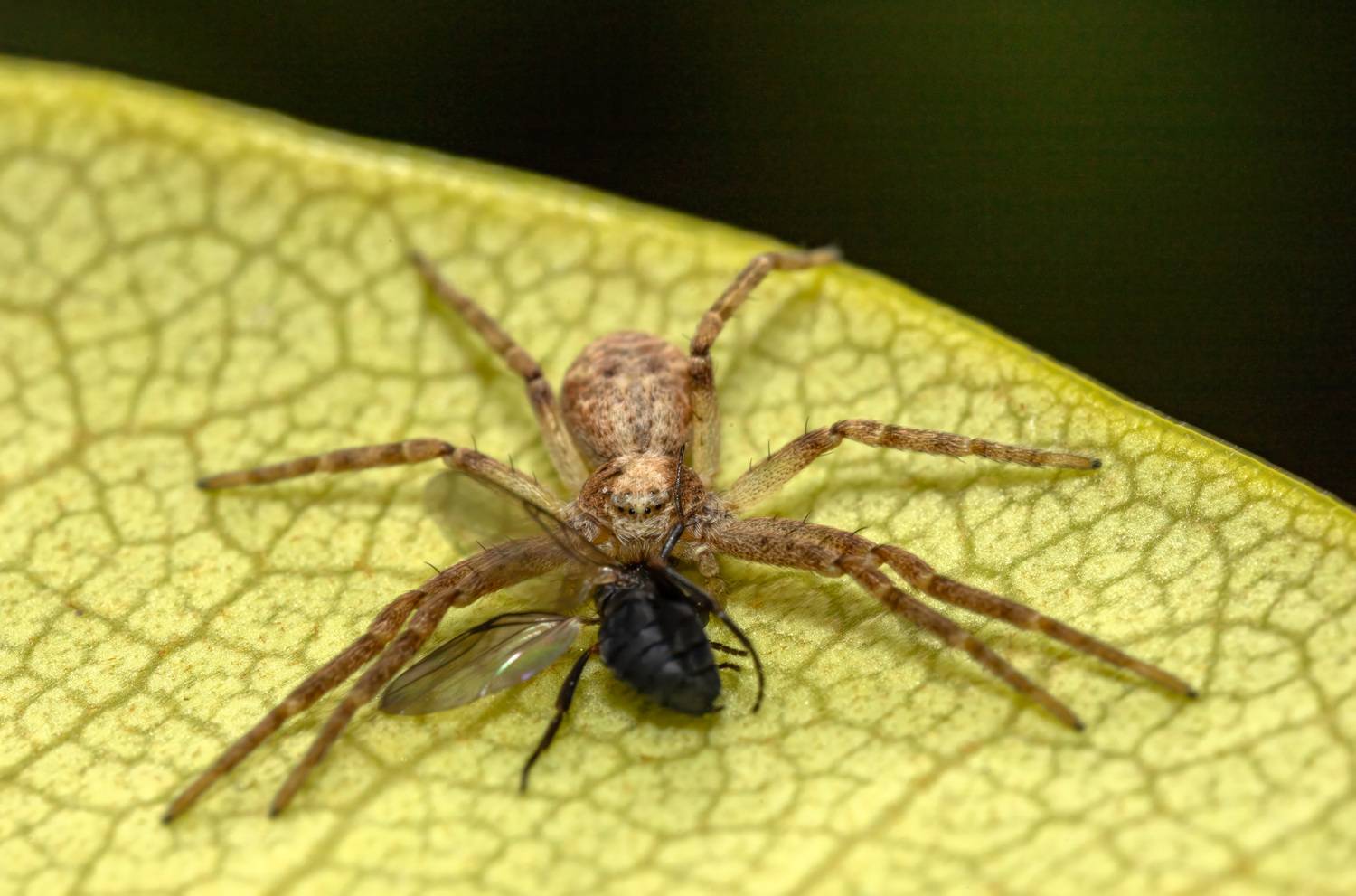 , Миша Усольцев