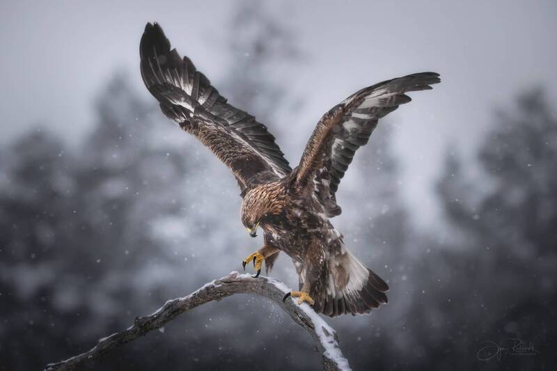 Воздух и крыльяphoto preview