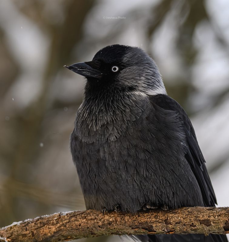 Галкаphoto preview