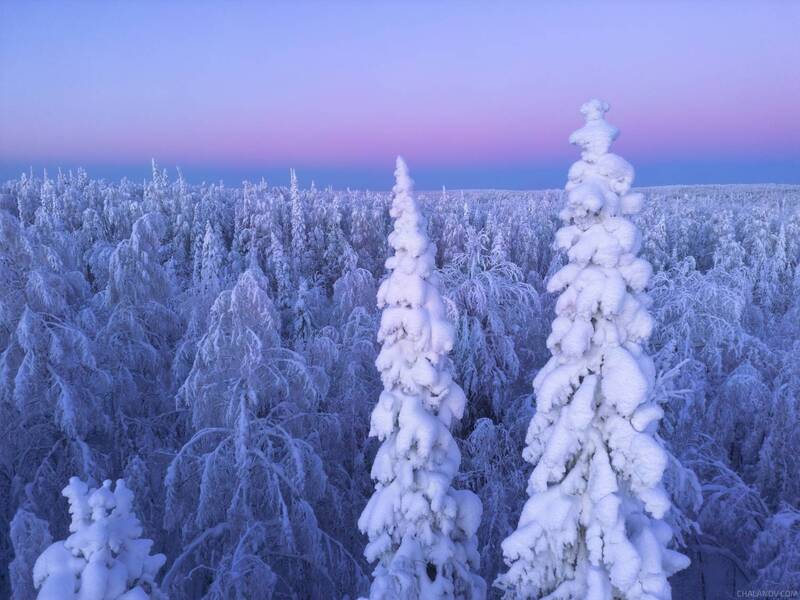 север, зима, мороз, синий час, снег, тайга, рассвет, ели За мгновение перед рассветомphoto preview