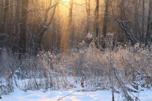 Щеглы на репейнике