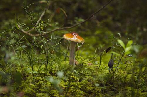 Природа Ленинградской и Псковской области