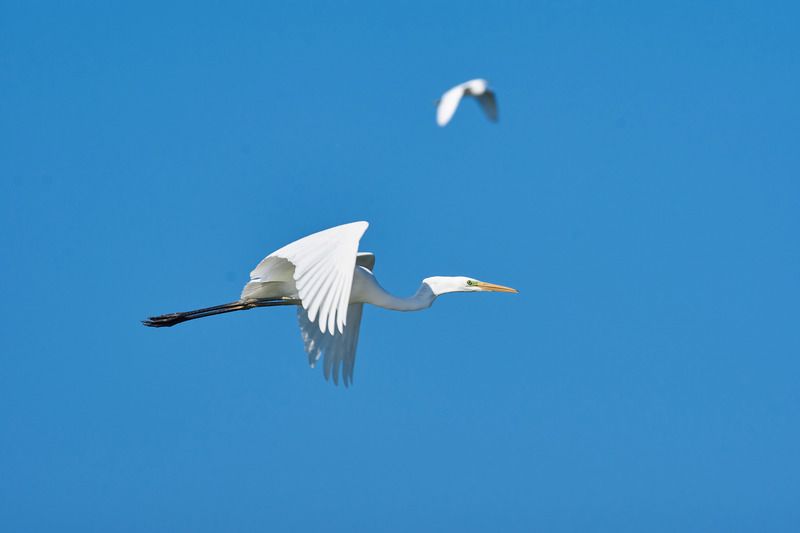 Большая белая цапляphoto preview