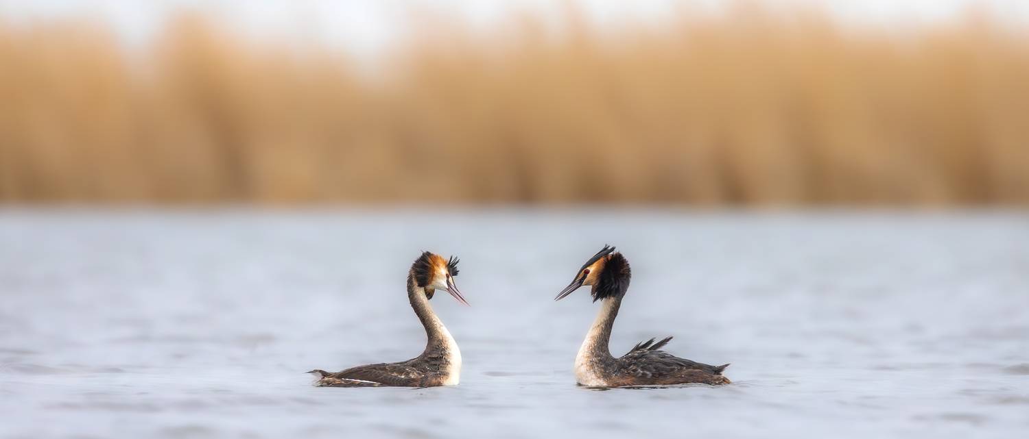 , Веревченко Михаил