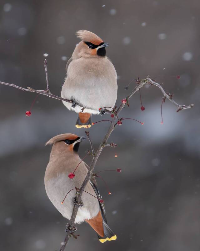 Налетели свиристелиphoto preview
