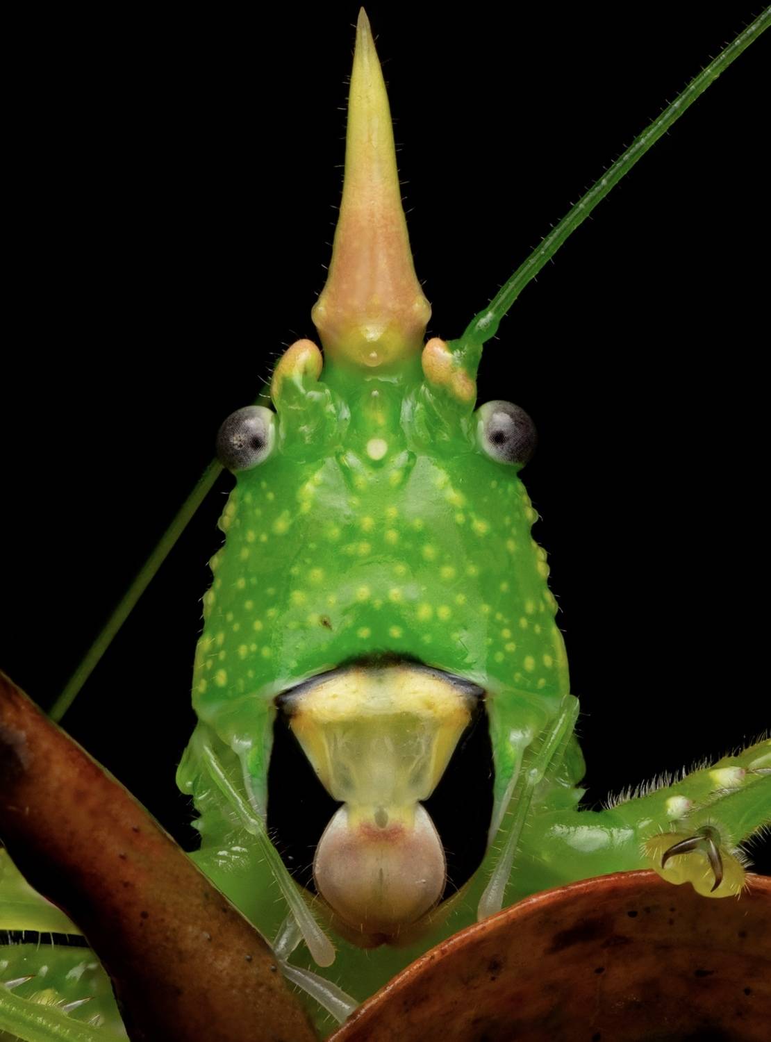 Conehead katydid. Автор: Eduardo Salvador Cabrera costa rica, Eduardo Salvador Cabrera