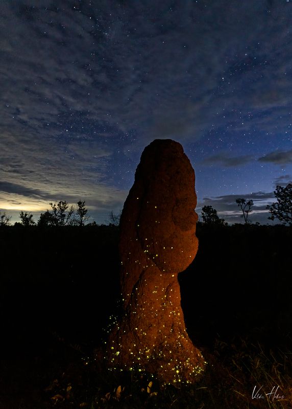 firefly, Bioluminescence, night, darkness Bioluminescence фото превью