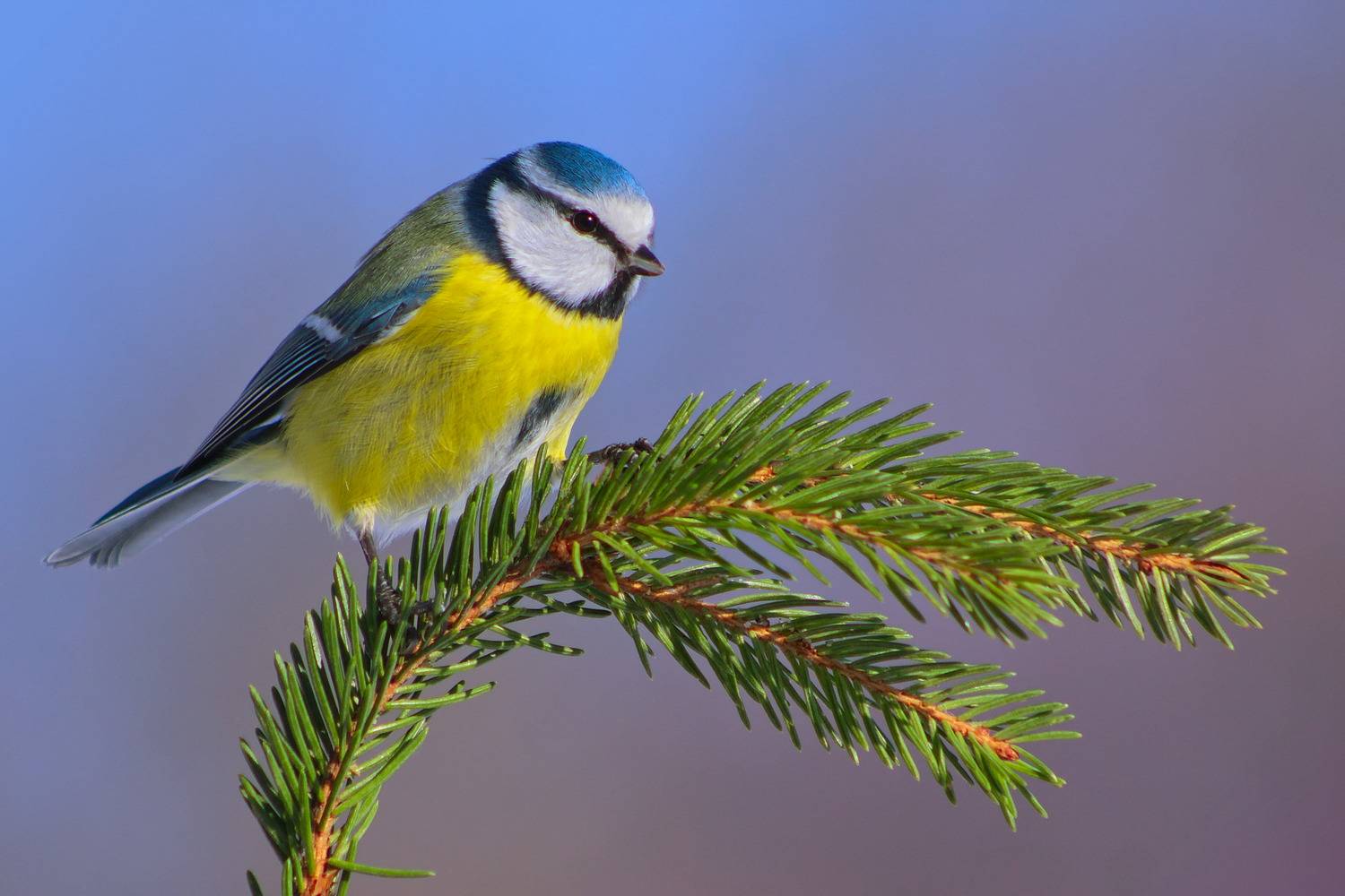Лазоревка. Автор: sergey izoya лазоревка, parus caeruleus,, sergey izoya
