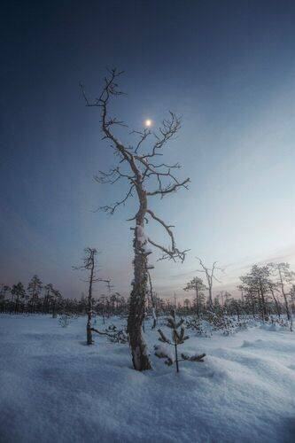 В деревянных клешнях