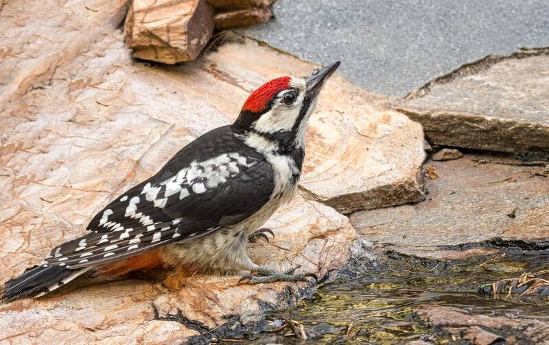 На водопое. (2 ФОТО) фото превью