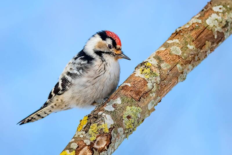 фото превью