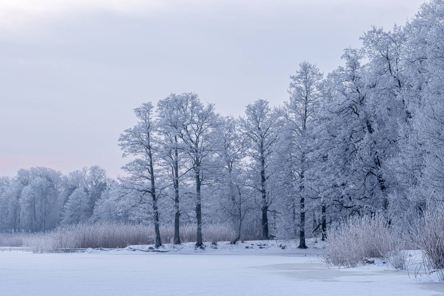 , Гордон Николай