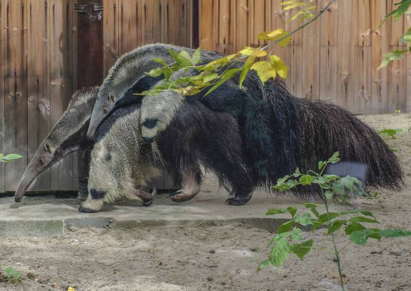 Муравьед с детёнышем фото превью