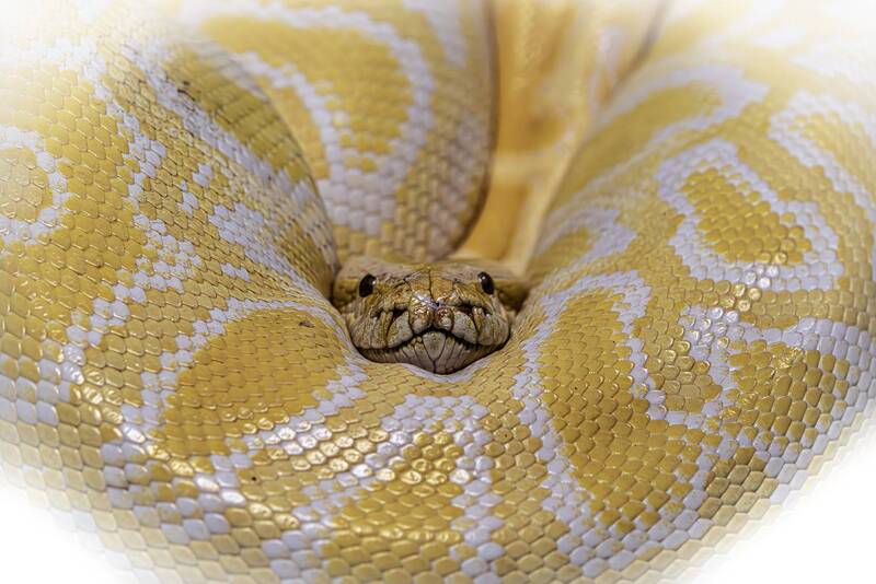 Королевский питон фото превью