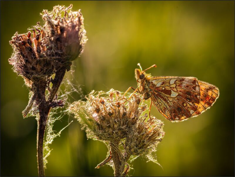 макро *** фото превью