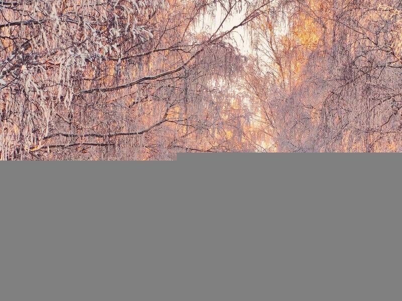 аллея, беларусь, березы, вечер, дорога, закат, зима, иней, минск и окрестности, снег, телефонофото, январь Вечерняя зимняя дорога фото превью