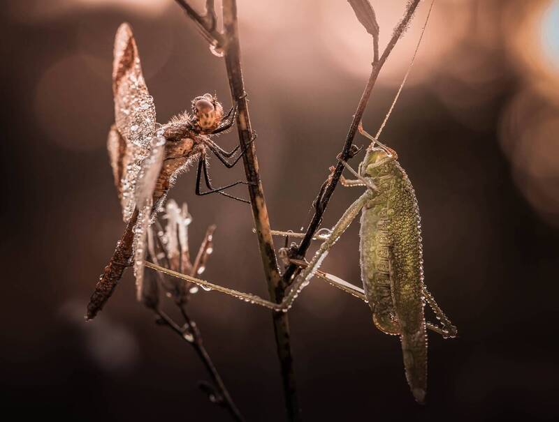 Кузнец и стрекоза фото превью