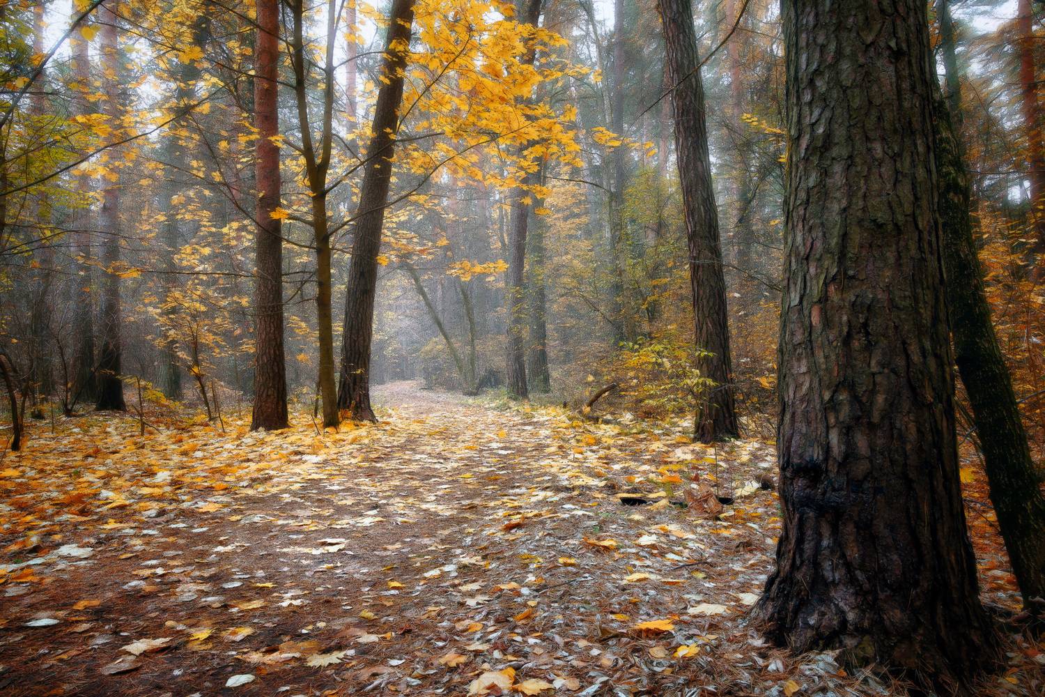 В осеннем лесу. Автор: Валерий Вождаев лес, деревья, листва, осень, Валерий Вождаев