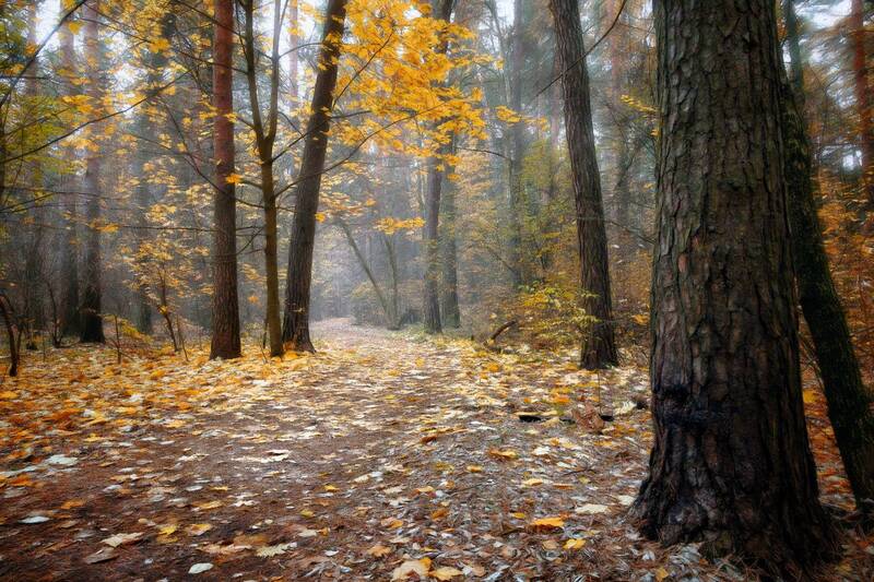 лес, деревья, листва, осень В осеннем лесуphoto preview