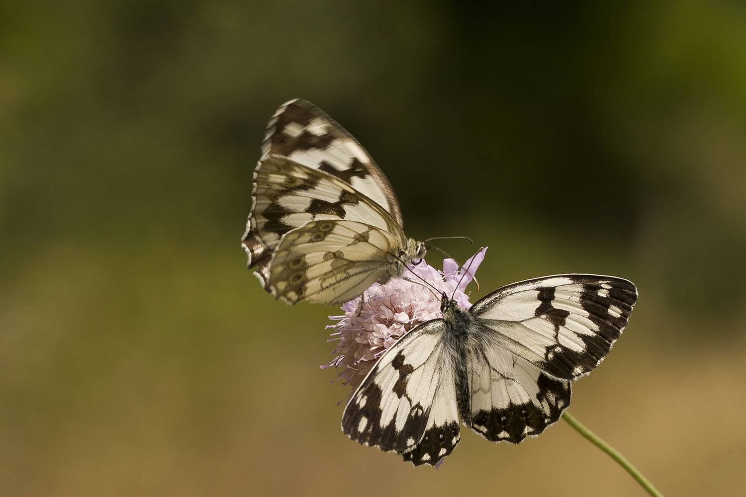 Melanargia galathea. Автор: Andrés Emilio nature, close-up, outdoor, lepidoptera, insect, arthropod, summertime, pollinator, Andrés Emilio