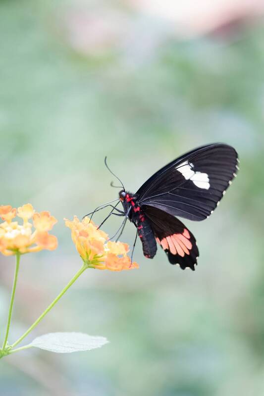 mariposa, macro, color, suavidad Parides eurimides фото превью