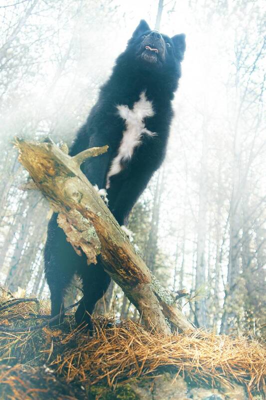 marko, radovanovic, dog, serbia, forest, animals, cross, sign, golden hour, posing, shepherd dog, hungarian, cemerno, djakovo, mountain, King of the hill фото превью
