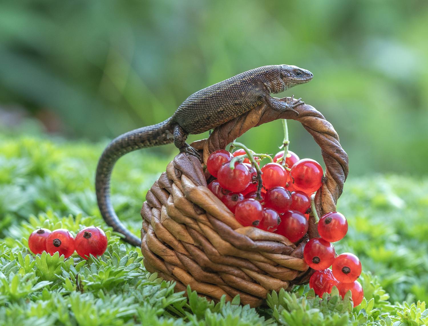 Добытчица). Автор: Татьяна Феденкова ящерица, смородина, корзинка, Татьяна Феденкова