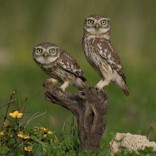 Little owls 
