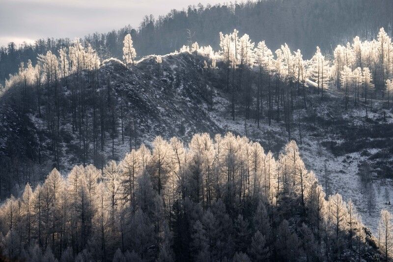 Звенящая морозная тишина… Ringing frosty silence... фото превью
