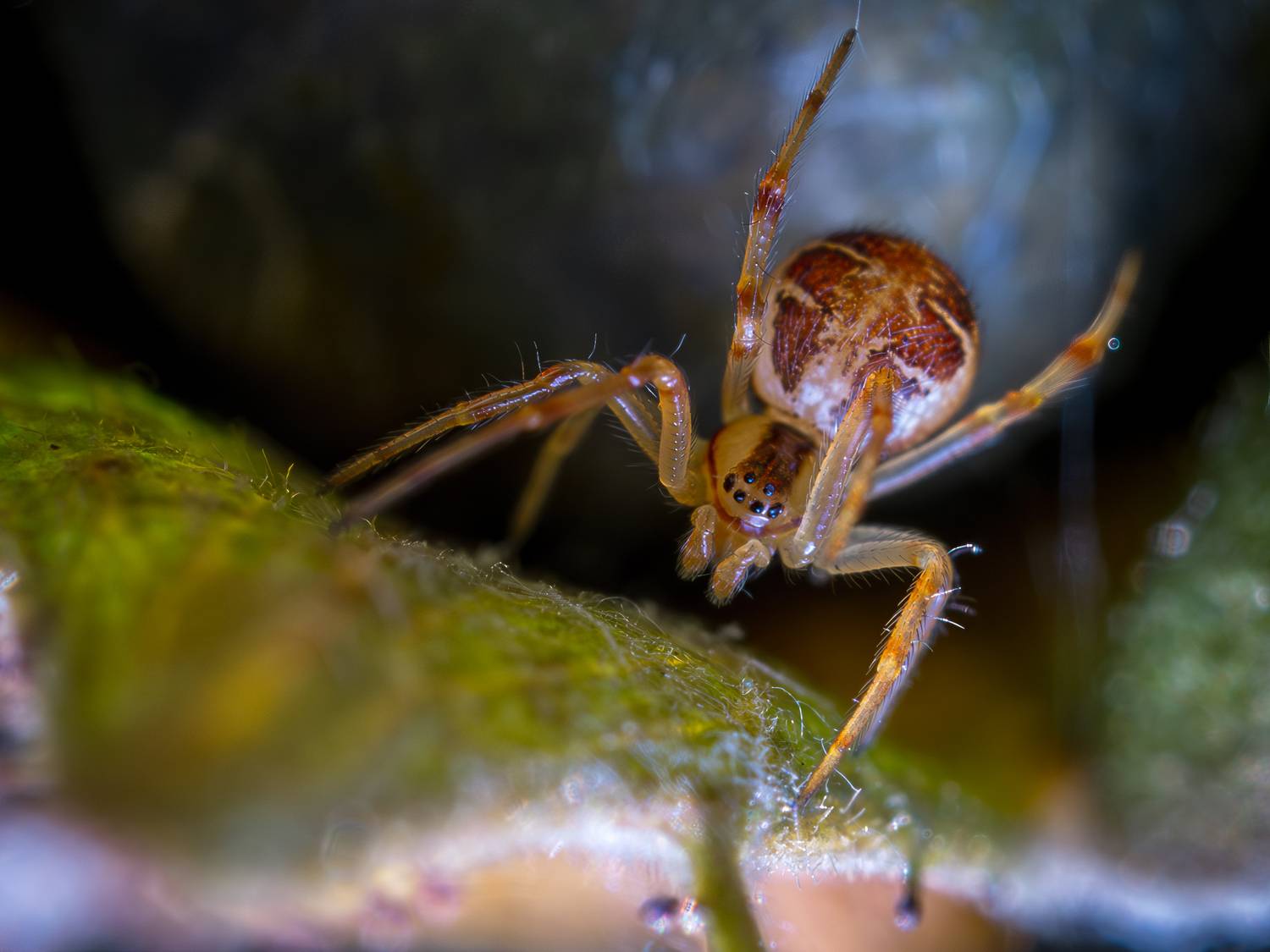 , Миша Усольцев