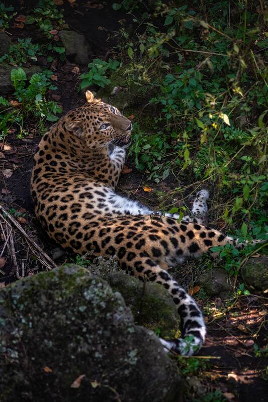 владивосток, приморский край, сафари-парк, леопард Великоросс фото превью