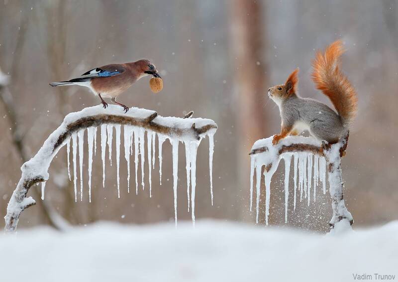 белка, сойка, зима Вор у вора своровал фото превью