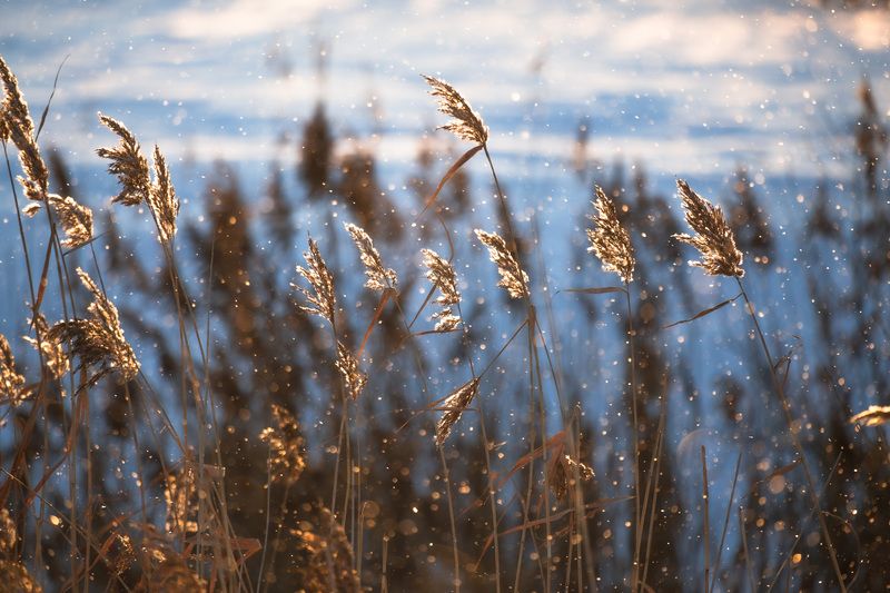 Морозное утро фото превью