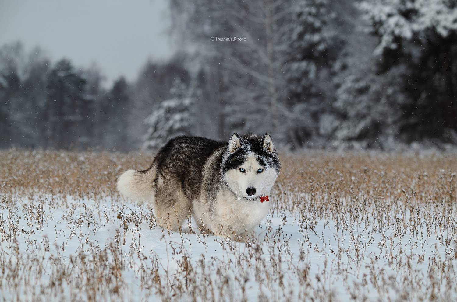 Хаски, собака, Ирешева Мария
