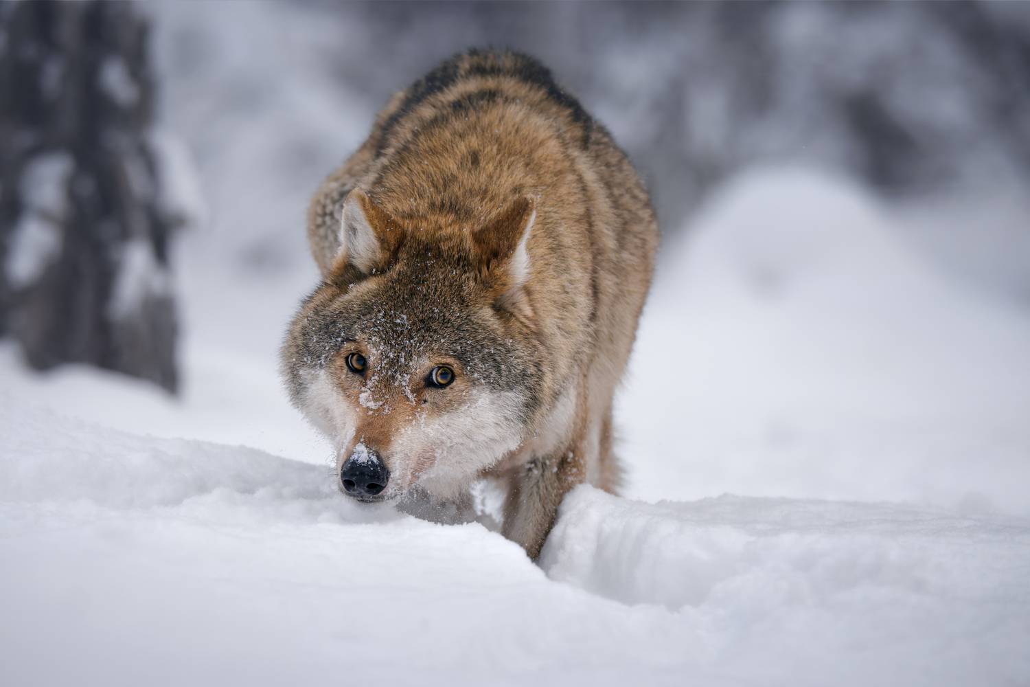 Янтарный взгляд. Автор: Андрей wolf, wildlife, snow, winter, close-up, amber eyes, predator, forest, nature, mammal, волк, взгляд, зима, природа, животные, красный бор, Андрей