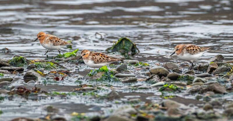 кулик, кулик-воробей, хабаровский край, бухта сизиман Кулики-воробьи фото превью