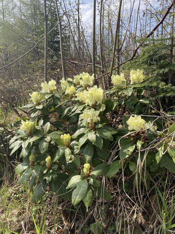 рододендрон, хабаровский край, бухта сизиман Рододендроны фото превью
