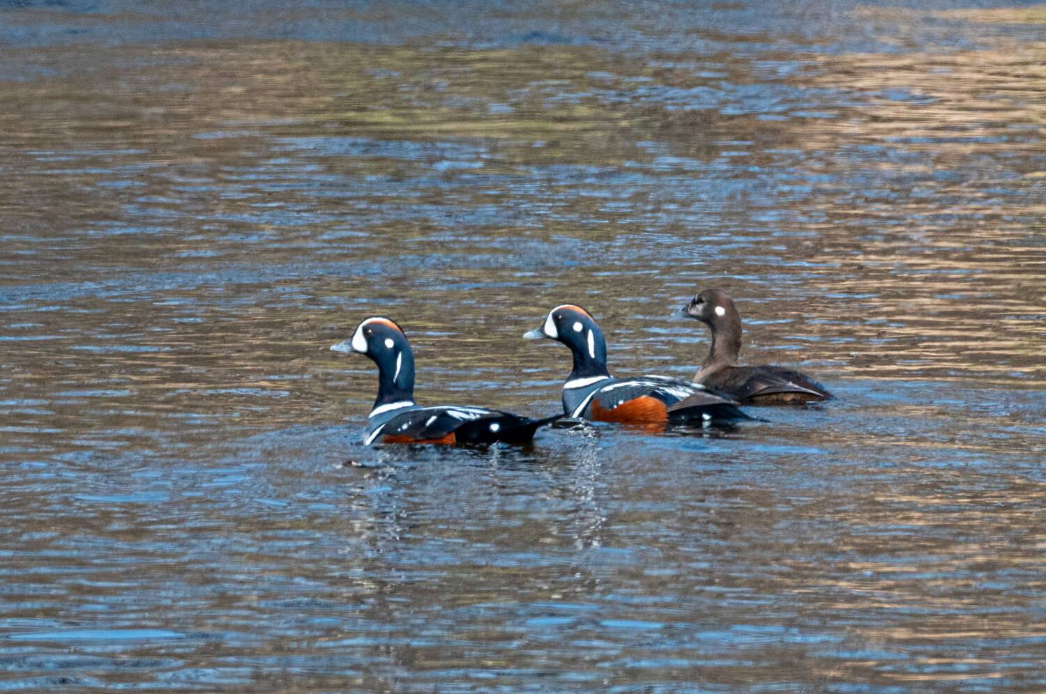 каменушка, утка, птица, хабаровский край, бухта сизиман, Савчук Сергей
