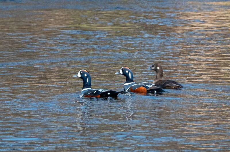 каменушка, утка, птица, хабаровский край, бухта сизиман Каменушки фото превью