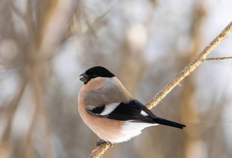 Снегирьphoto preview